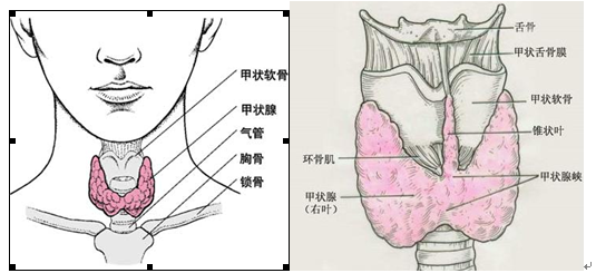 【乳腺、甲状腺外科】预防甲状腺疾病