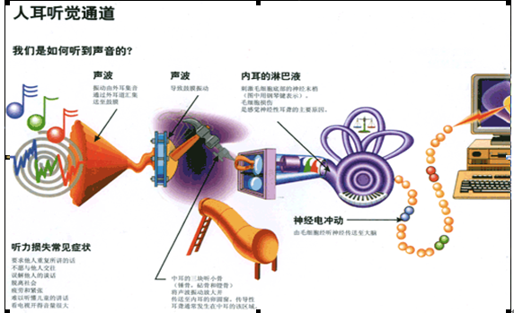 【耳鼻喉科】耳朵是如何使您听到声音的？